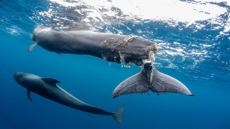 Heartbreaking Photo of Tailless Whale: Whether unintentional or deliberate, the fault still lies with humans