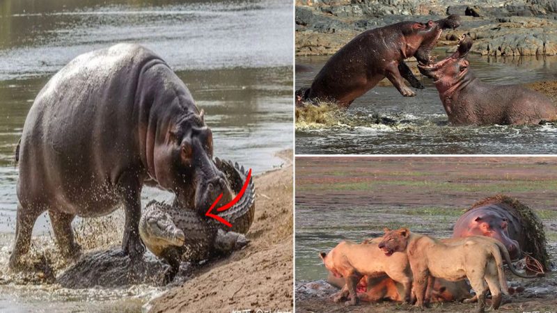 Why do hippos always bully crocodiles, but when they encounter lions, they become “straw heroes”?