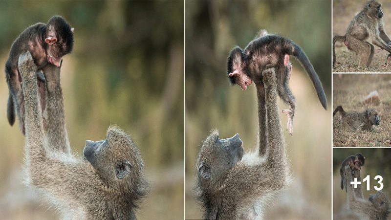 Do it again mum! Delight of the baby baboon as mum plays aeroplane