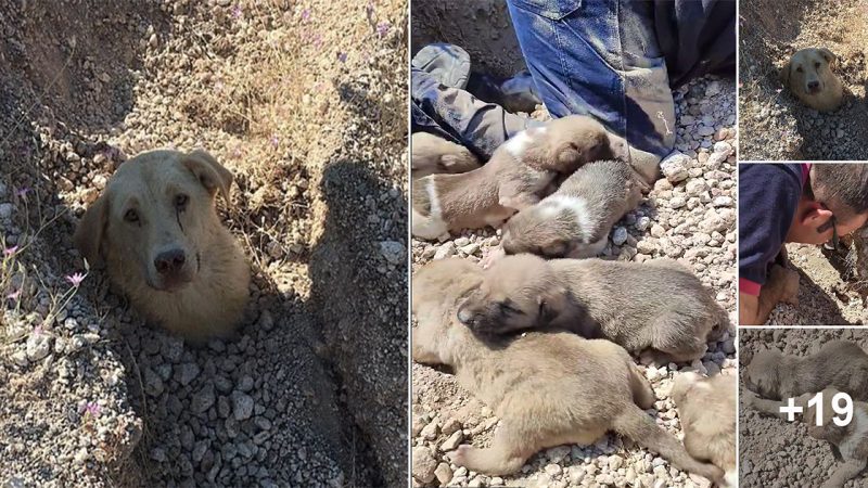 Mother dog pleads with humans to save her puppies after she is dug out from a landslide in Turkey… with rescuers stunned to find seven tiny pooches alive under the rubble.