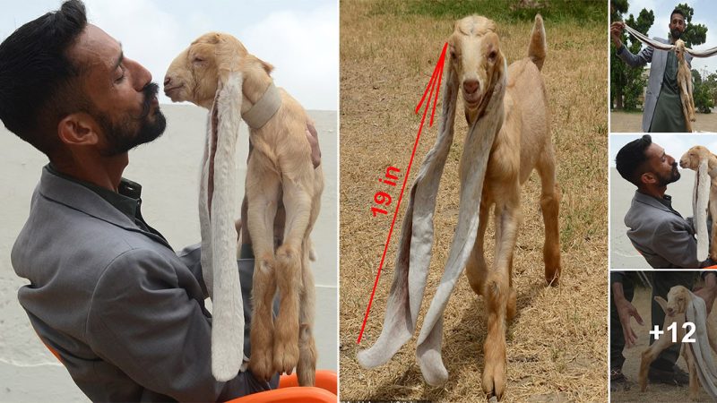 Simba baby goat born 19in long ears Guinness Book World Records