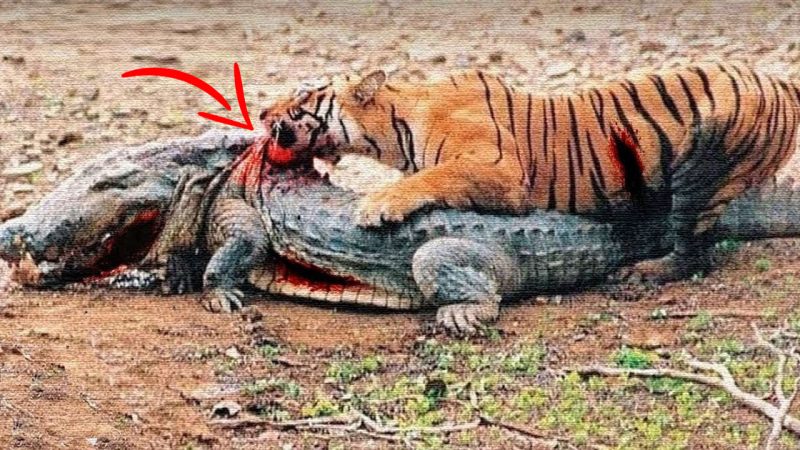 Crocodile died in front of tiger’s sharp teeth