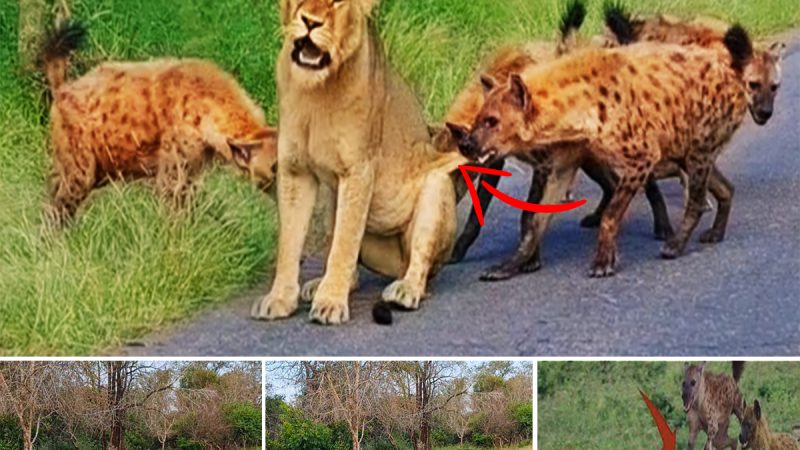 Old Lioness Tries Escaping Gang of Hyenas