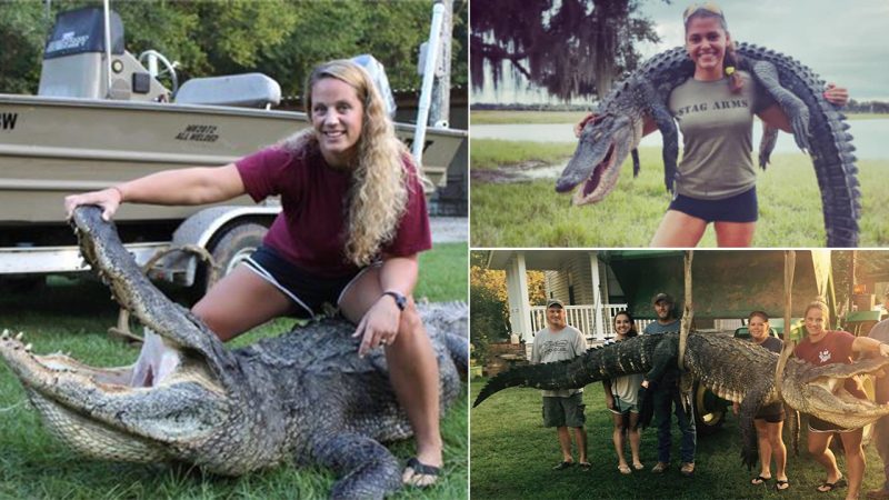 Woman Alligator Hunter Catches Record-Breaking 13ft-Long Reptile in Mississippi River