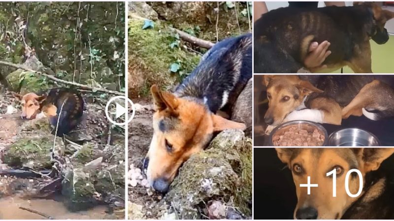 Poor Dog Slept In Dread And Pain For Days After Fleeing The Hunters And Collapsing Beside A River