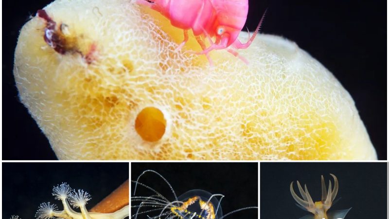 Arctic Biologist Shares Astonishing Sea Creatures With the World