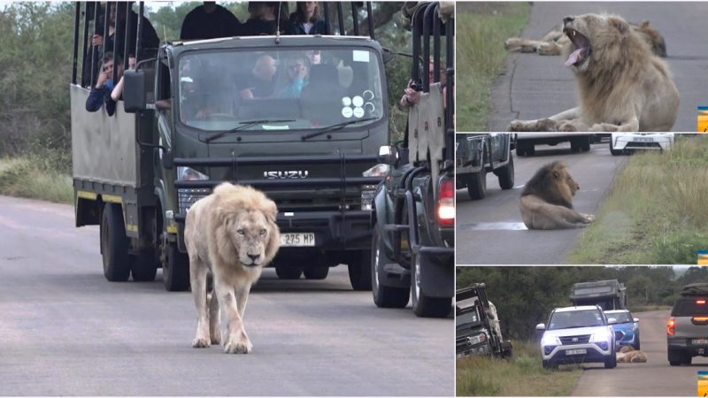 Pedestrians are not only unafraid to witness the lions roaming the streets, but also show interest