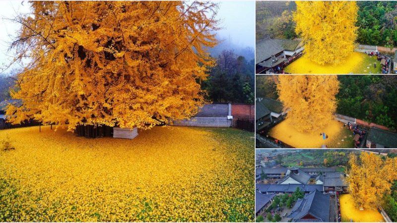 Unearthing the Secrets of a 1400-Year-Old Ginkgo Tree: Beauty, History, and Mysteries