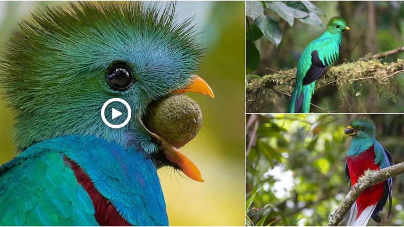 The resplendent quetzal (Pharomachrus mocinno), found in cloud forests from Southern Mexico to western Panama.