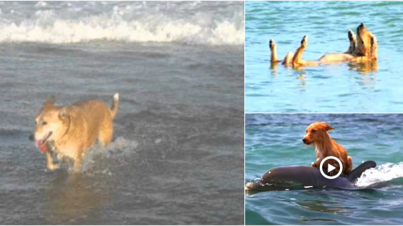 A puppy is rescued by dolphins from a canal in Florida