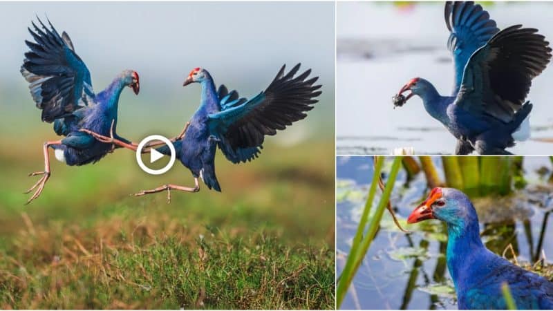 Grey-headed Swamphens are extremely territorial, particularly during the breeding season. Fights can break out at any moment, leading to such dramatic sequences that give Hong Kong action movies a run for their money.