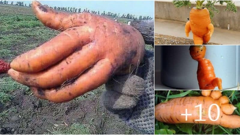 Nature’s Whimsy: Delightful and Charming Mutant Carrots with Playful Shapes