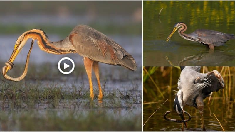 The PurpleHeron caught the reptile by surprise, but the snake quickly fought back as it coiled itself around the heron’s bill and tried to strike at the bird’s neck to save itself.