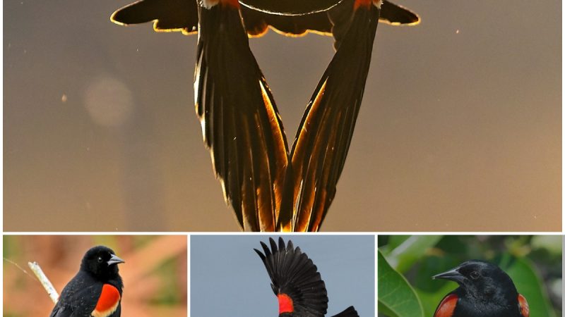 ‘Glow fingers A Red-winged Blackbird in hot pursuit of a rival, back-lit by the setting sun. Good times at the pond