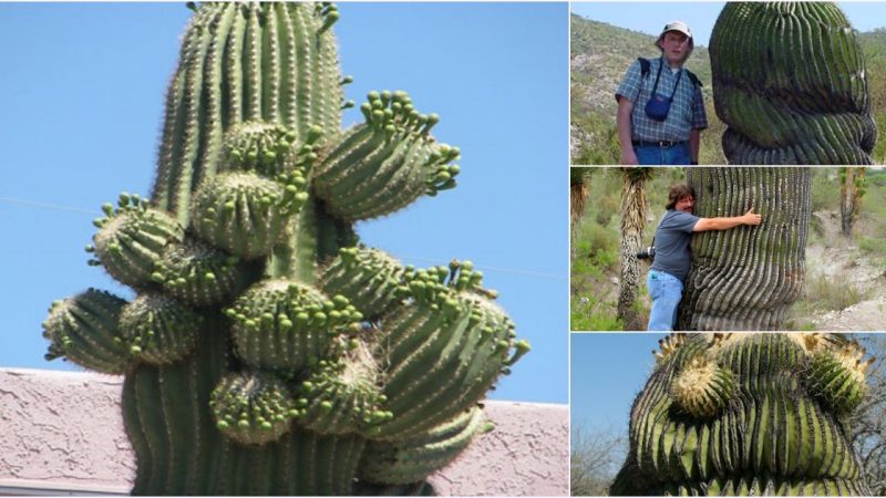 Surprising 200-Year-Old Saguaro Tree: A Biography Beyond Expectations