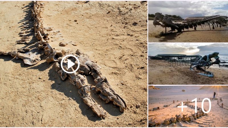 Ancient Behemoth Unearthed: 65-Foot Fossil Whale Skeleton Reveals Stunning Secrets from 37 Million Years Ago in Egyptian Desert