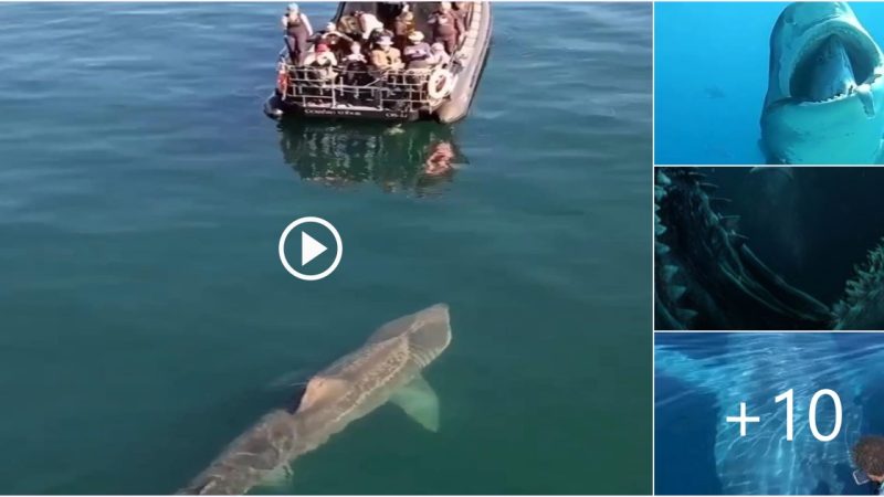 Exciting encounter with a giant sunbathing shark