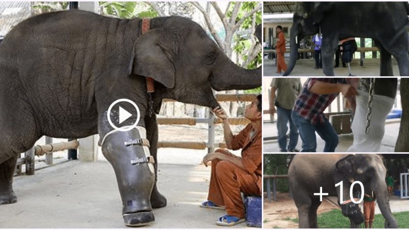 From Trapped to Triumphant: The Inspiring Journey of an Elephant Fitted with a Prosthetic Leg