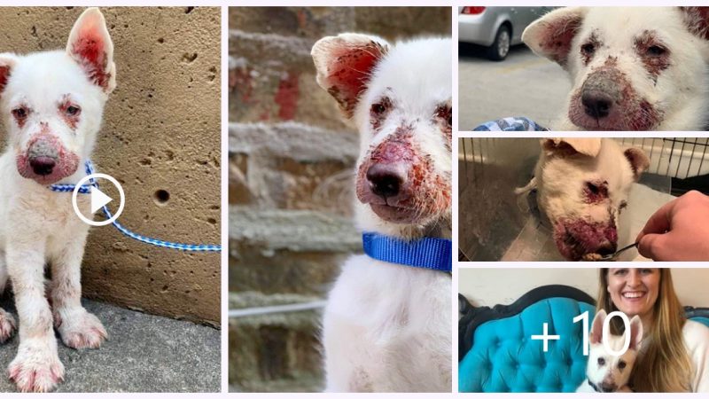 A puppy, feeling helpless, crept through a construction site in search of assistance.