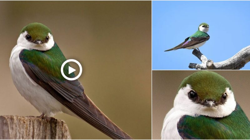 The Violet-green Swallow (Tachycineta thalassina) is a small North American swallow