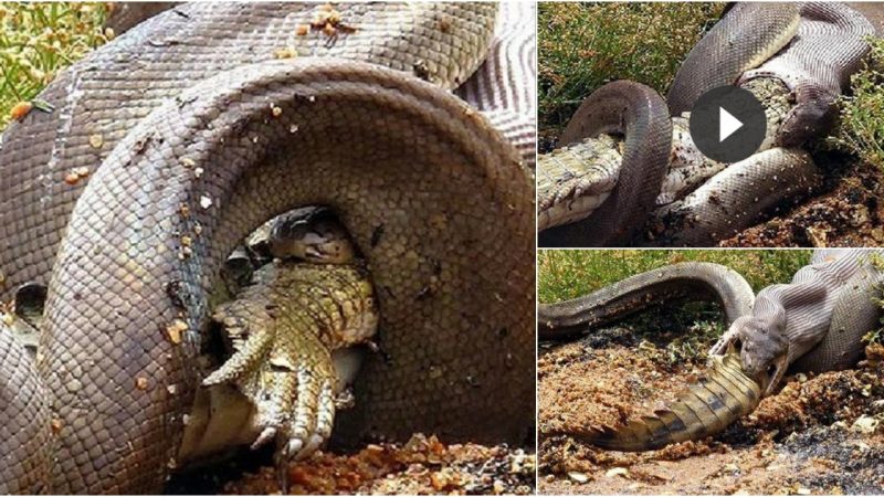 A crocodile is swallowed whole by a giant water python.