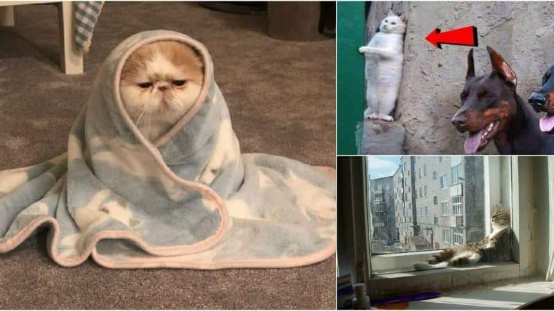 10 Photos Proving That Cats Are Perhaps The Greatest Creatures On Earth.