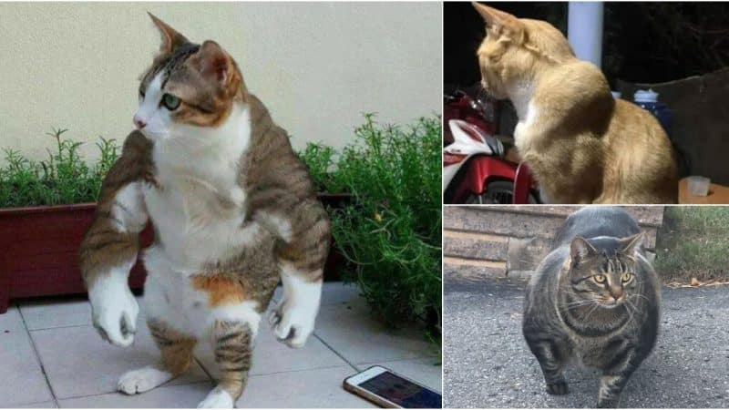 A Cat with an Unusual Muscular Build, Whose Fitness Secret Remains Unknown.