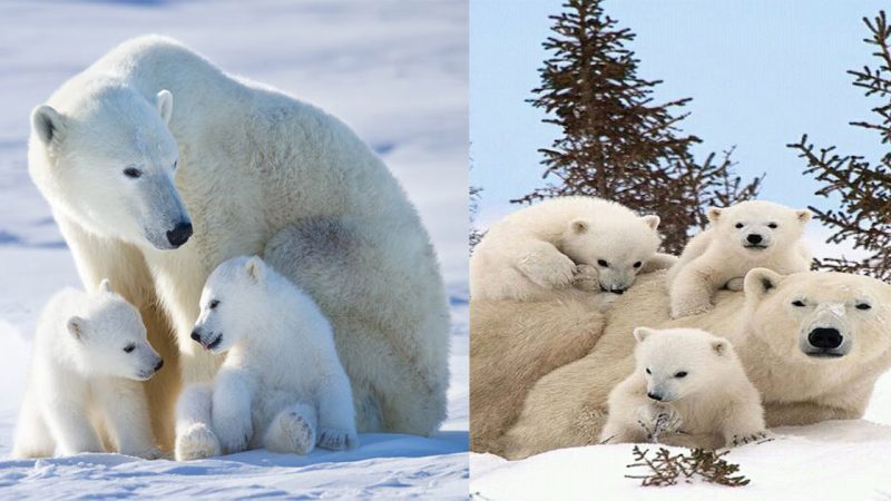 Newborn polar bear cubs pictured keeping close to mom on their first venture out of their den and into the Canadian wilderness