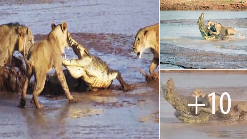 Lions vs. Crocodile – Fight Over Elephant Carcass