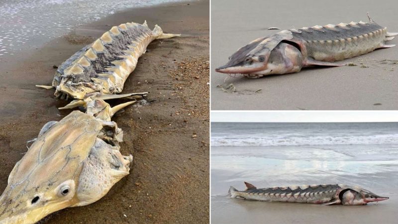 Freakish 3ft long sea ‘dinosaur’ with hard-plate armour found washed up on beach