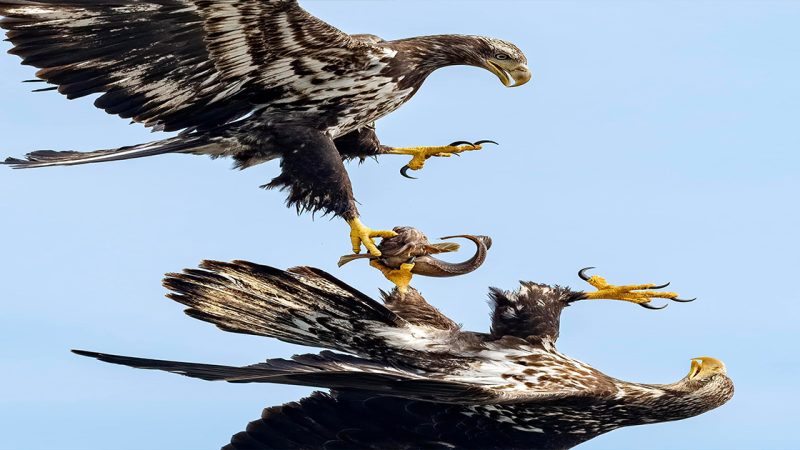 Food fight! Two immature bald eagles each with one set of talons sunk deeply into a plainfin midshipman. So glad I’m not a fish.