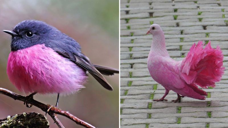 Pink birds: among the most stunning and beautiful of all