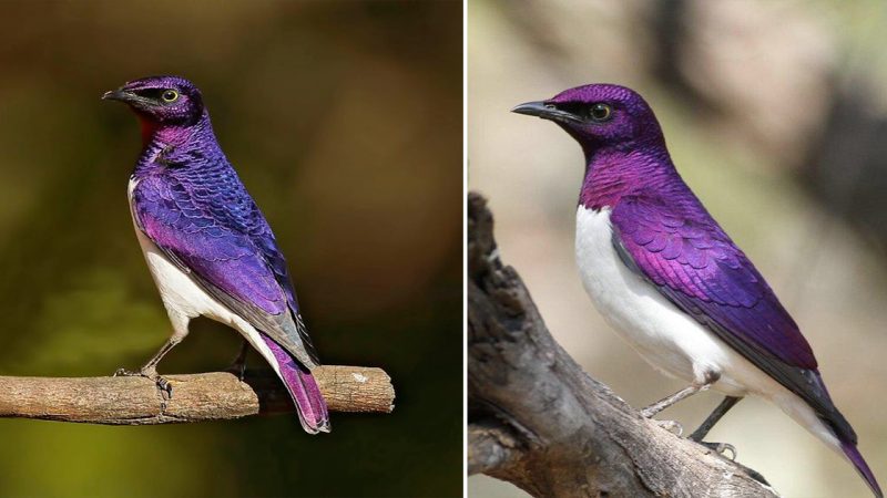 The violet-backed starling (Cinnyricinclus leucogaster), also known as the plum-coloured starling or amethyst starling. Masai Mara National Park.