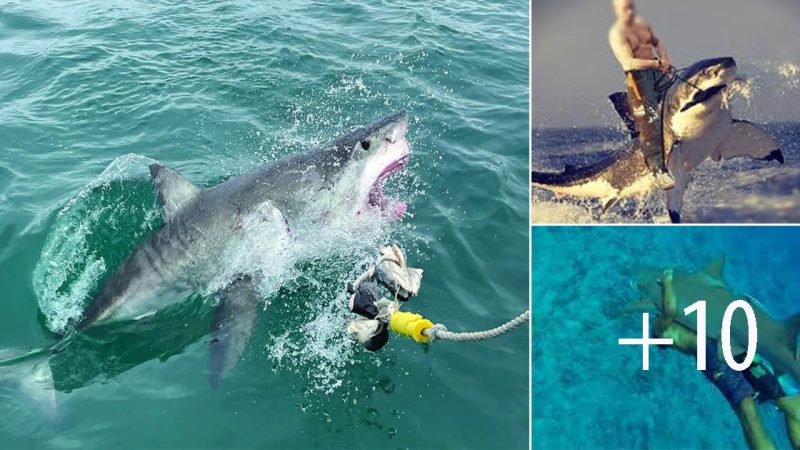 Adventurous Encounter: Young Man’s Risky Ride on a Whale Shark