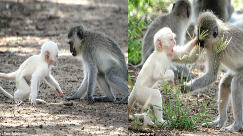 He may look unusual but don’t worry… he’s all white! Albino monkey wrestles with its friends