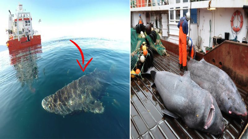 Time travel: Scientists discover 400-year-old Greenland shark born in the 17th century.s