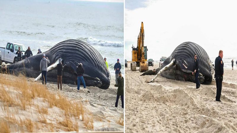 Dead, 35-foot humpback whale washes ashore at Nassau County’s Lido Beach