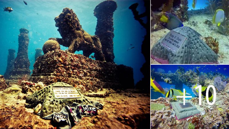 Neptune Memorial Reef: An Unconventional Resting Place