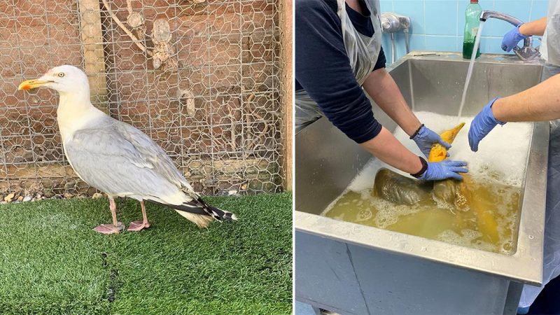 People Rescue ‘Exotic’ Bird That Couldn’t Fly, Turns Out It’s A Seagull Covered In Curry