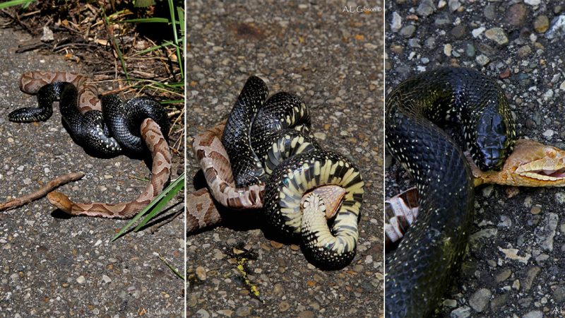 Copperhead vs Eastern Black Kingsnake!