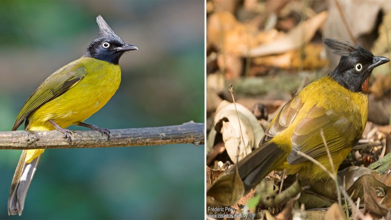 Meet the captivating Black-Crested Bulbul, a must-see for bird lovers, in this captivating