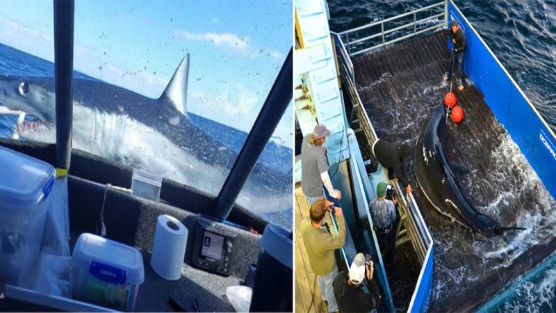 Stunning Video Captures Shark’s Astonishing Leap onto Fishing Vessel in New Zealand Waters