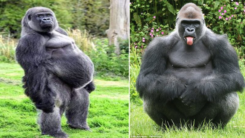 Same to you! Cheeky gorilla Kiondo is snapped sticking out his tongue in Devon zoo