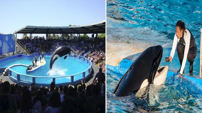 Heartbreaking video shows lone orca living in tiny pool metres away from sea