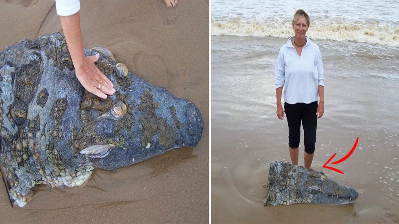 Was Giant Crocodile Killed By Huge Shark Head Washes Up On South African Beach