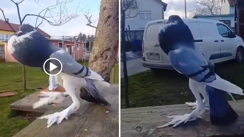 TikTok users horrified at clip of a ‘mutant pigeon’ with long legs and a puffed chest