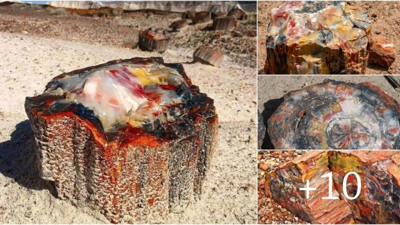 The Astonishing Petrified Opal Tree Trunk: A 225 Million-Year-Old Relic from Arizona