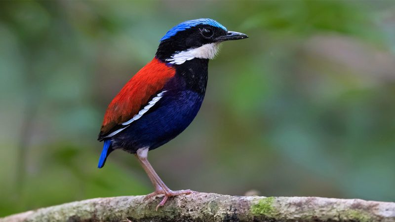 The Enchanting Blue-headed Pitta: A Jewel of the Avian World