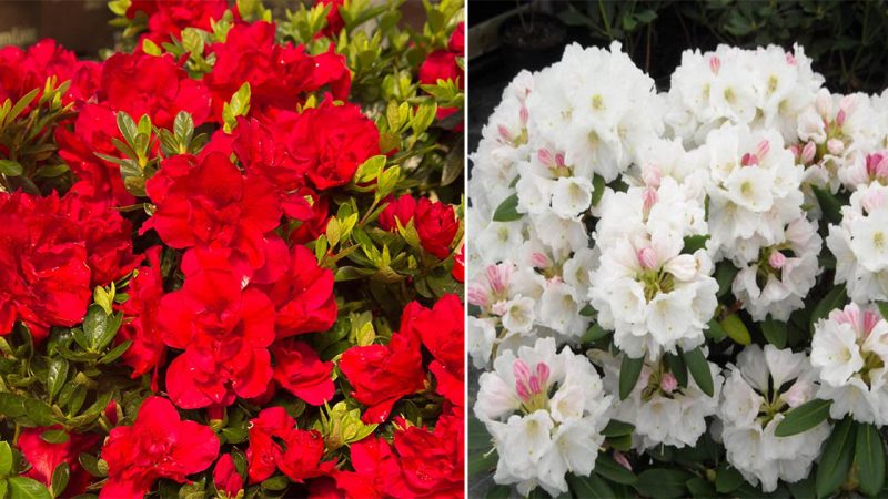 “Exploring 10 Different Varieties of Rhododendrons and Proven Tips for Prolonged Azalea Blooming”