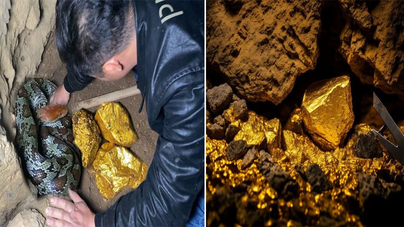 Man Unearths Gigantic Golden Treasure Safeguarded by a Serpent